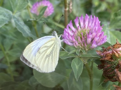 Green-veined White female<br />Lingwood Common 11/09/2024