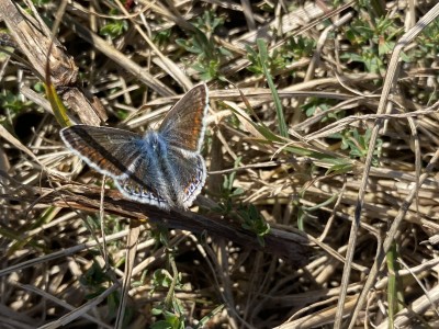 2024.09.14 Common Blue Wallasea Island 005.jpg