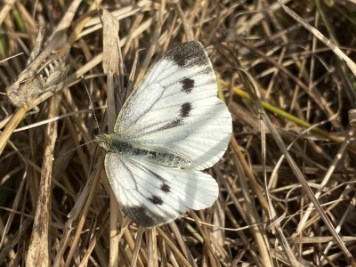 Green-veined White female<br />Canvey Island Loop 30/08/2024