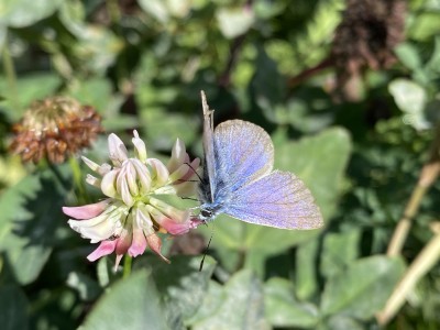 Common Blue male<br />Lingwood Common 11/09/2024