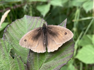 Meadow Brown male<br />Friday Wood 11/11/2024