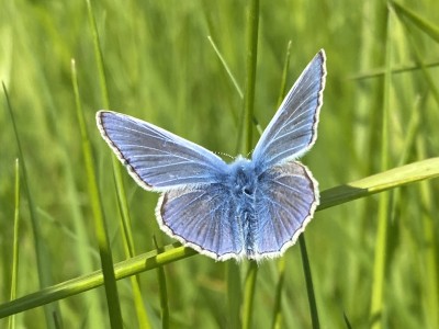 2024.05.20 Common Blue Baddow Meads a.jpg