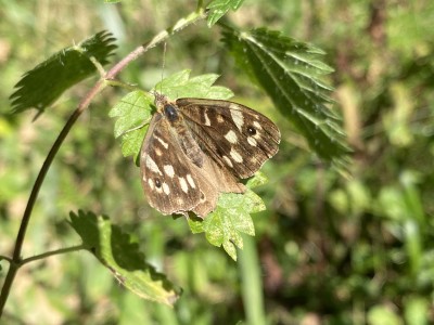 Speckled Wood female<br />Hatfield Forest 18/09/2024