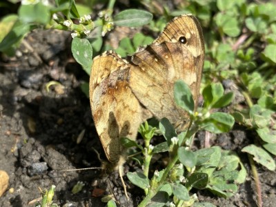 Speckled Wood in cop<br />EWT Thameside NDP 28/09/2024