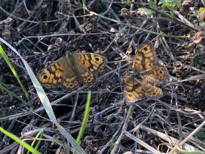 Wall male + female<br />Thames Estuary Path 20/09/2024