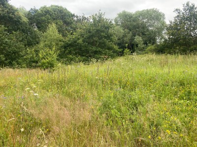 The meadow at Meadgate Fields Open Space<br />end of June 2024