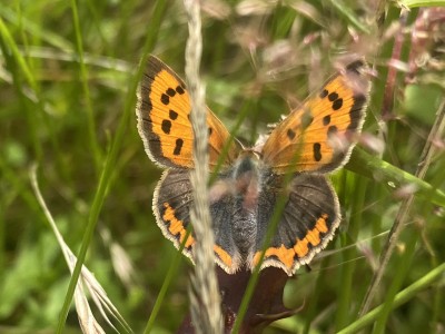 Small Copper female<br />Friday Wood 11/07/2024