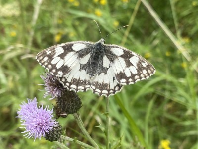 Marbled White female<br />Meadgate Fields Open Space 05/07/2024