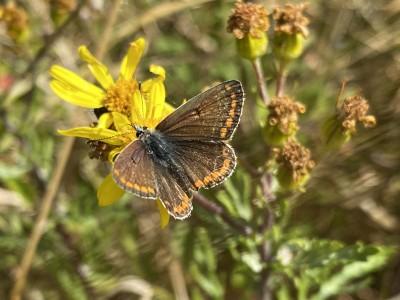 Brown Argus female x 2<br />Essex Sea Wall 27/08/2024