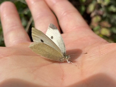 Small White female<br />Chelmer Village Way 12/09/2024