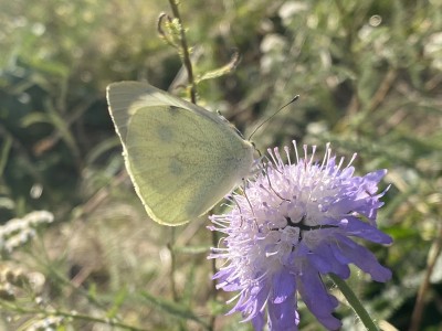 Large White female<br />Garden Meadgate, Chelmsford 03/09/2024