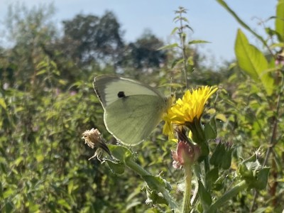 Large White female<br />River Chelmer 01/09/2024