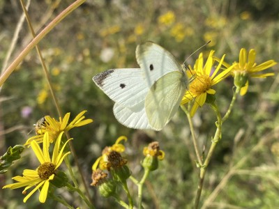 Small White male<br />The Naze 15/09/2024