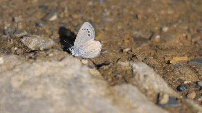 Gif small - Black-eyed Blue wing-rolling P1172082 - Trim 2 (1).gif