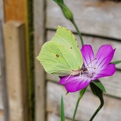 Male brimstone on Corncockle taken in my garden