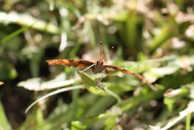 Head on shot of Comma butterfly taken 2024