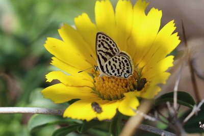 Common Tiger Blue