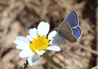 Common Blue f Celina cropped