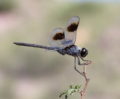 Four spotted Pennant