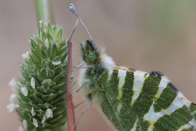 Green Striped White