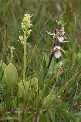 Fen orchid with Marsh helloborine