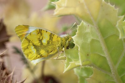 Sooty Orange Tip Underside