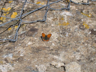 Small Copper ab. caeruleopunctata, Bobastro, Spain, 6 January 2011.