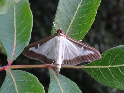 Cydalima perspectalis - Box Moth