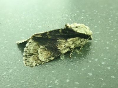 Alder Moth