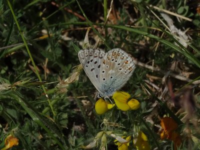 Provence Chalkhill Blue?  Upperside very pale blue.