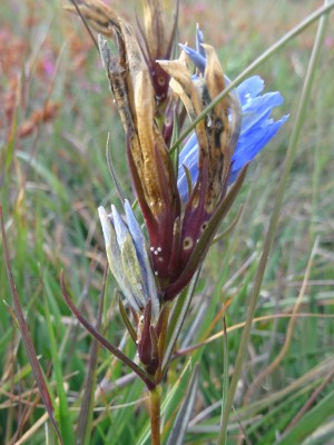 Alcon Blue eggs