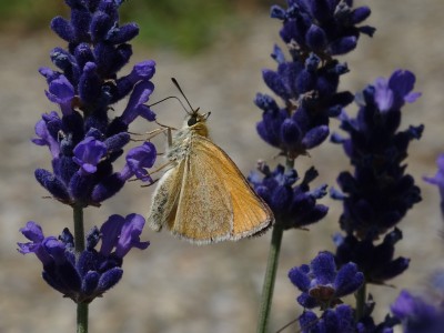 Essex Skipper, Dordogne, France, July 2018.