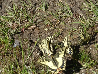 Swallowtails &amp; Mazarine Blue