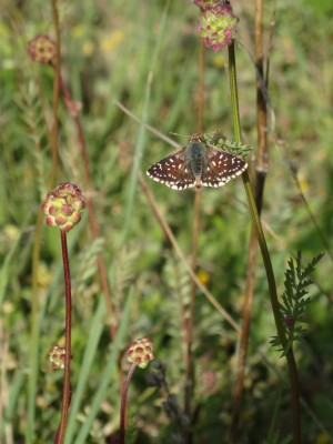 Spialia sertorius, Var, France, May 2017.