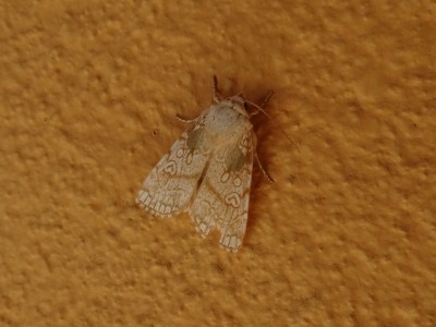 Dicycla oo - Heart Moth