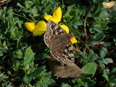 Chilcompton batch,  4 May 2020.