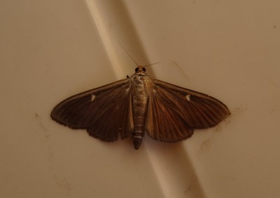 Box Moth - dark form