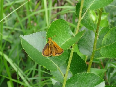 Lulworth Skipper, Var, France, 18 June 2018.