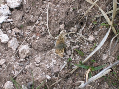 Priddy Mineries, 22 May 2008.  The butterflies fly in exactly the same little nook, year after year.