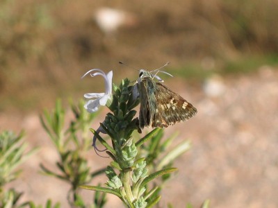 Sage Skipper, Malaga, Spain, 25 September 2010.