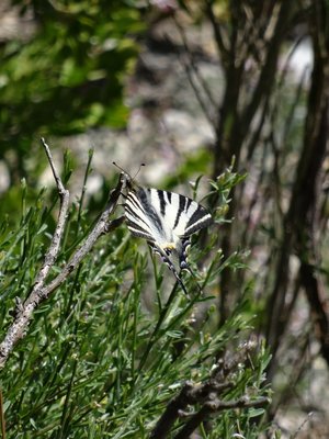 Scarce Swallowtail is always a delight to see