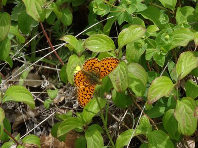 Pearl-bordered Fritillaries were out in good numbers