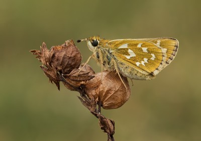 Female Silver Spotted Skipper on Yellow Rattle seed head