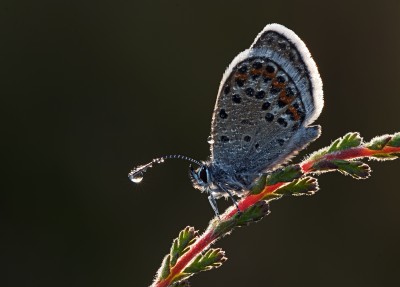 Male Silver Studded Blue backlit by the early morning sun