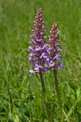 UKB Common Fragrant-orchid, Home Brow 9.6.21.jpg