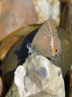 UKB LTB male (3) Worthing beach 25..9.22.jpg