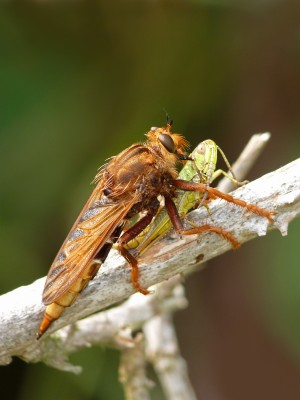 UKB Hornet Robberfly with grasshopper, Home Brow (2).jpg