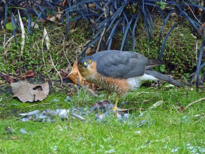 Sparrowhawk in garden (1) 10.1.24.jpg