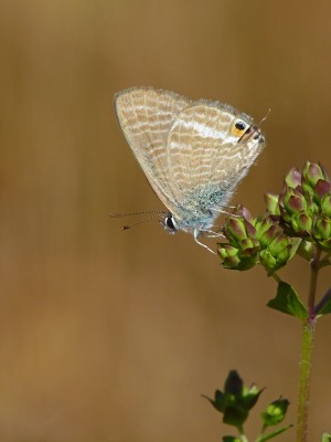 UKB LTB 2 West Sussex garden 11.8.22.jpg