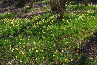 UKB Wild Daffodils (2), APE 19.3.22.jpg